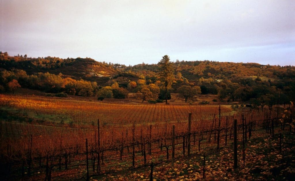 Napa Valley Winery Couple Embraces a Special Tasting Event That Will Bring Their Wines Right to Your Door in Texas