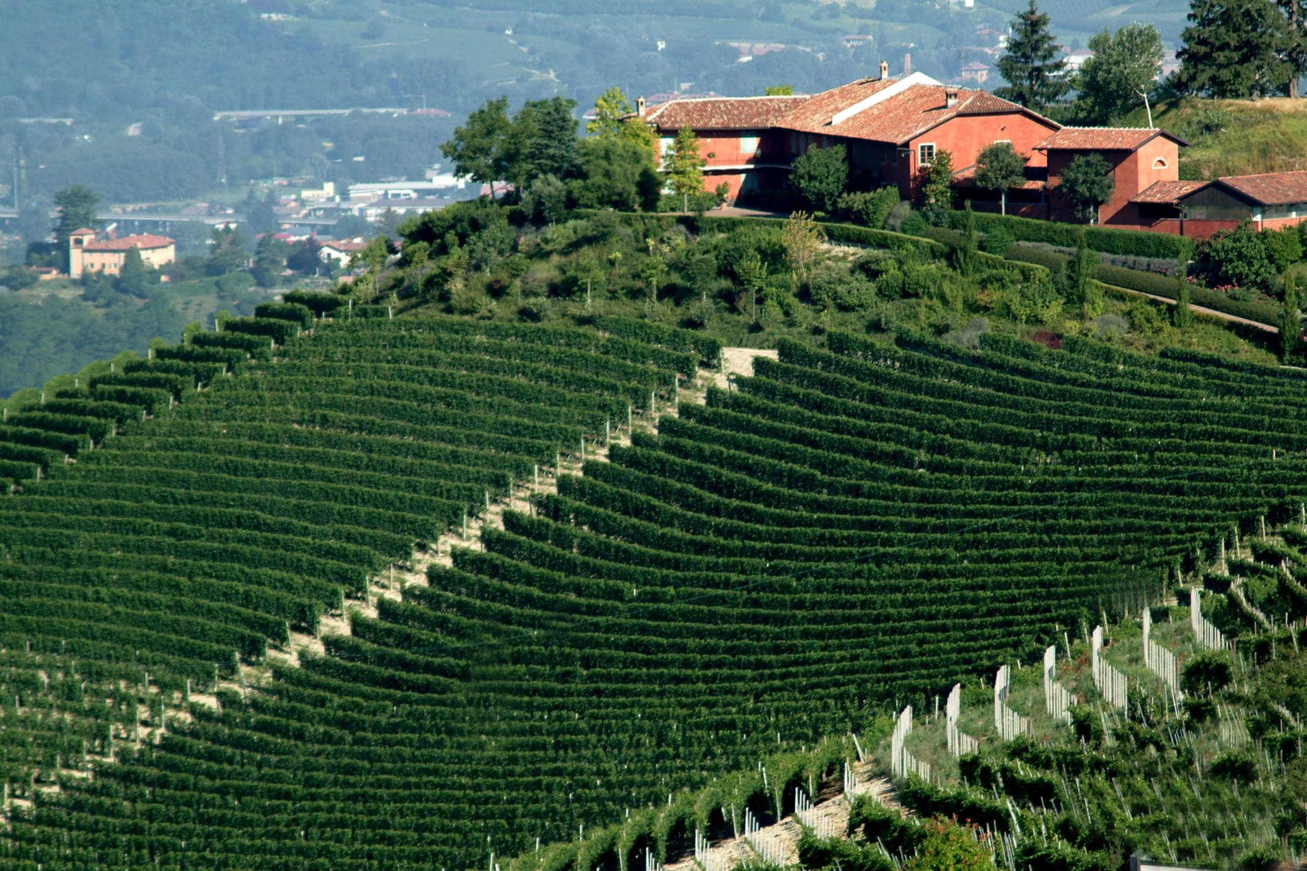 Il Bricco vineyard