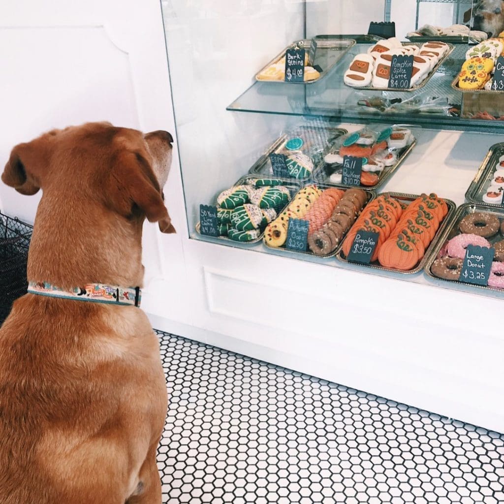 The bakery case at Wag Canine Emporium.