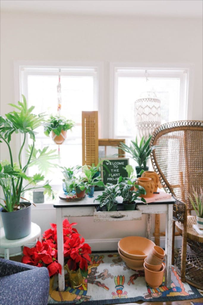 Inside The Plant Project, a welcoming space to shop and learn about houseplants. 