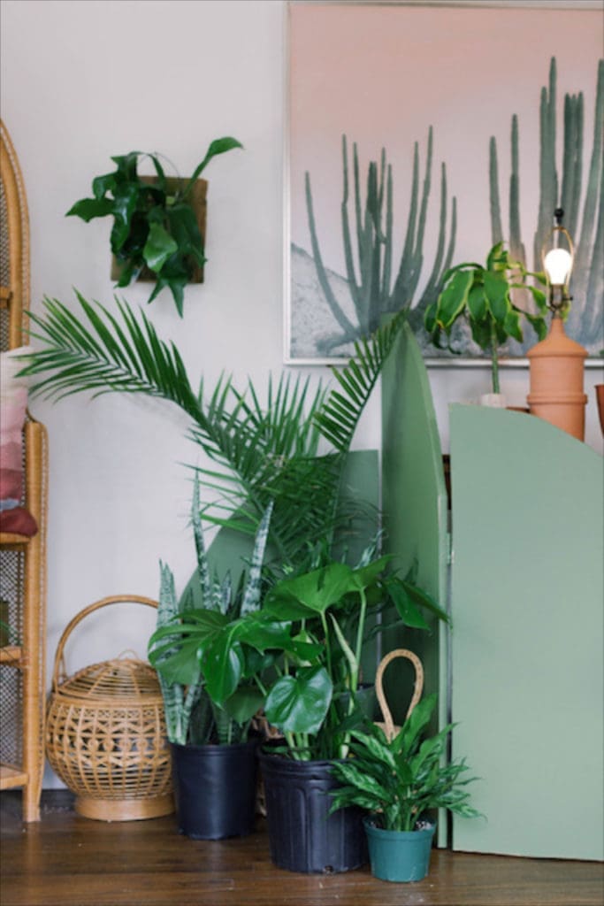 Clarke wanted to keep inventory simple. Inside The Plant Project, you'll find candles, home decor, and books in addition to a variety of popular houseplants. 