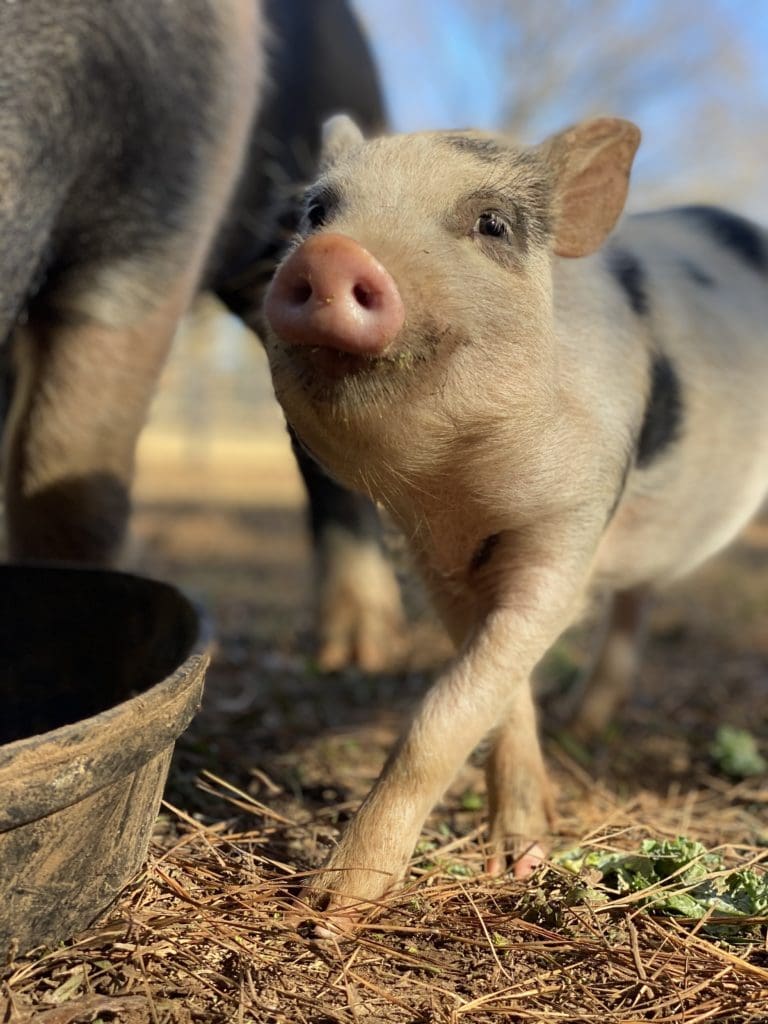 Piggles, given his name by Frances Moody,  is one of the friendly porkers that call the Antioch Buzbee Ranch home. (Photo by Vivian Arcidiacono)