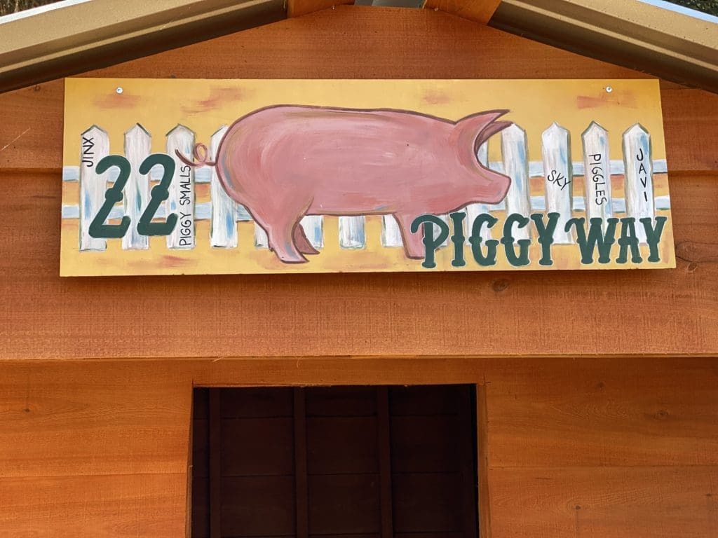 The rescued pigs at Tony Buzbee's Antioch Buzbee Ranch have their own home amid the 7,000 acres in East Texas. (Photo courtesy of Frances Moody)
