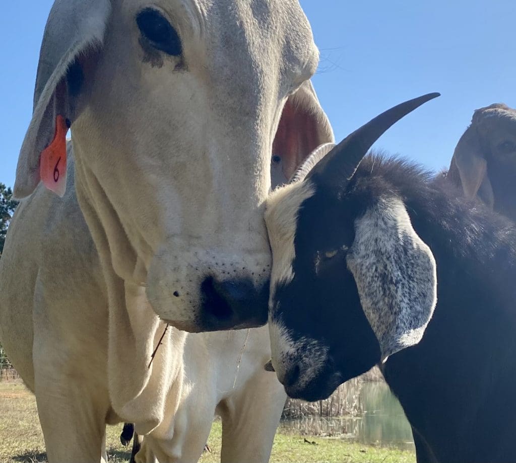 Oreo the goat is one of a many rescued animals who call Tony Buzbee's East Texas ranch home. (Photo by Vivian Arcidiacono)