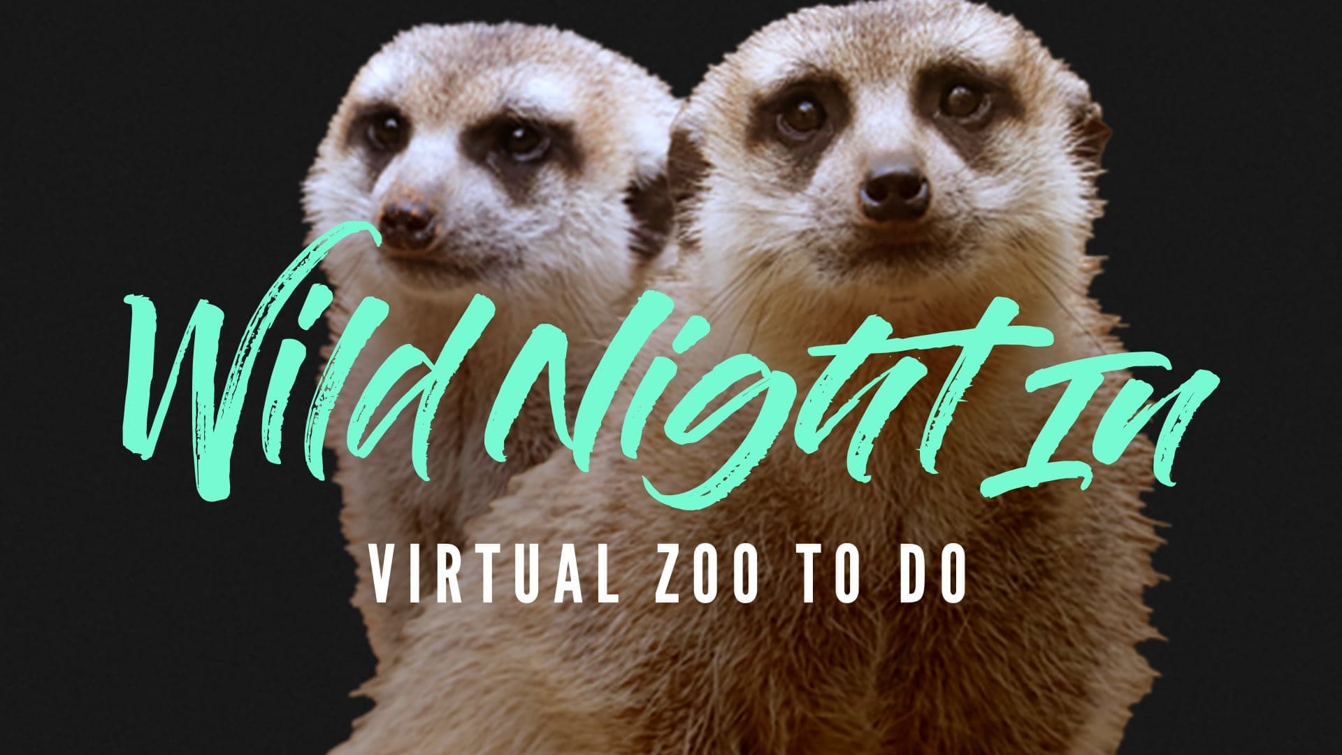 Dallas Zoo Wild Night In