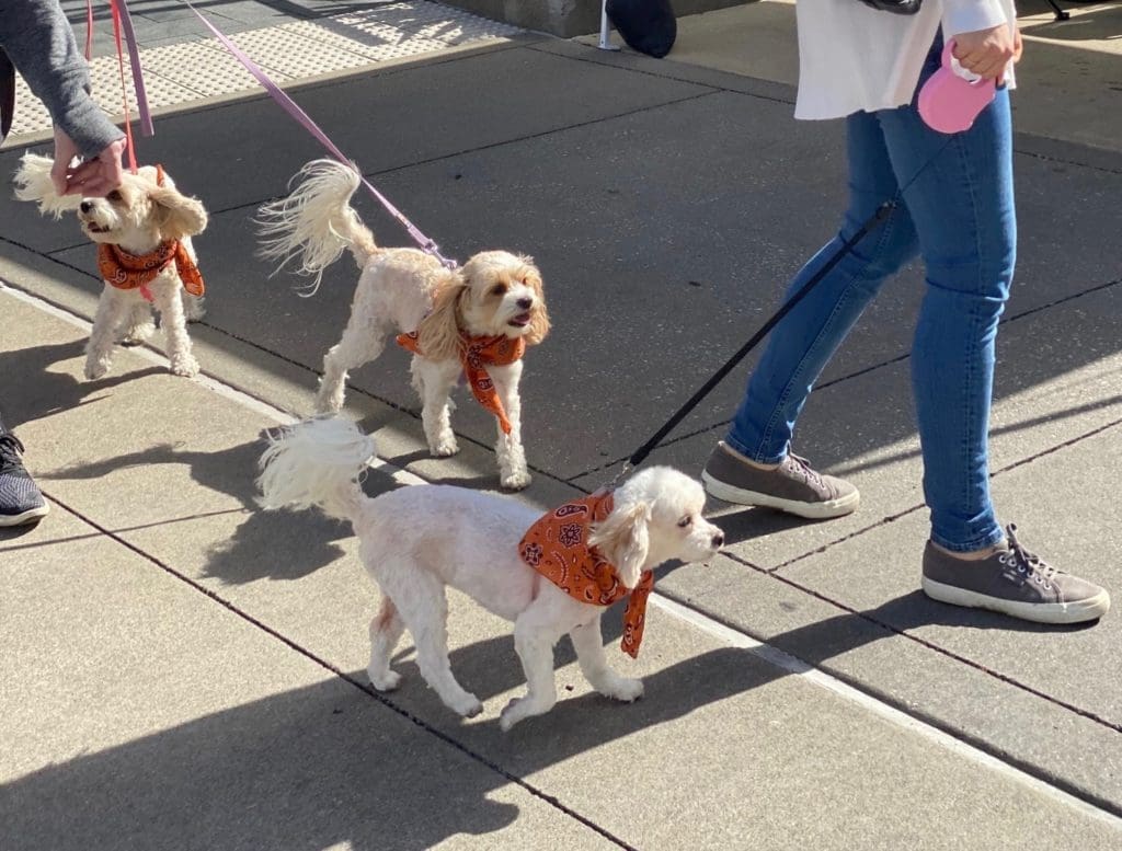 A trio of handsomely outfitted pups make the rounds of the upscale farmers market held the third Sunday of each month at River Oaks District. (Photo by Shelby Hodge)