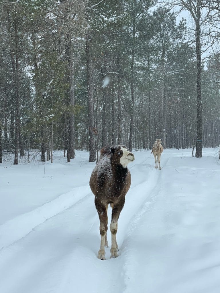 Rescue camels at attorney Tony Buzbee's East Texas ranch find themselves deep in snow but with shelter ready to protect them from the Uri and Viola fallout. (Photo courtesy of Antioch Ranch)