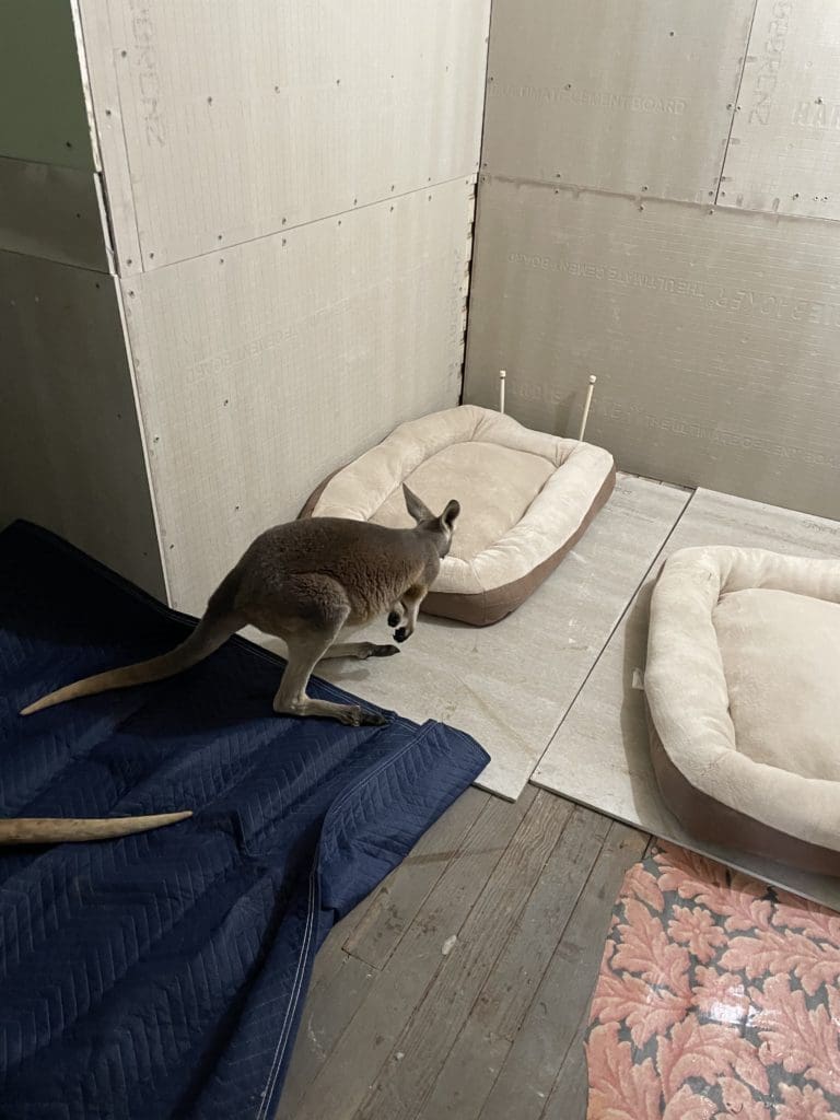 Rescue Kangaroos at Tony Buzbee's East Texas ranch are being sheltered indoors while winter storms Uri and Viola rage across Texas. (Photo courtesy of Antioch Ranch)