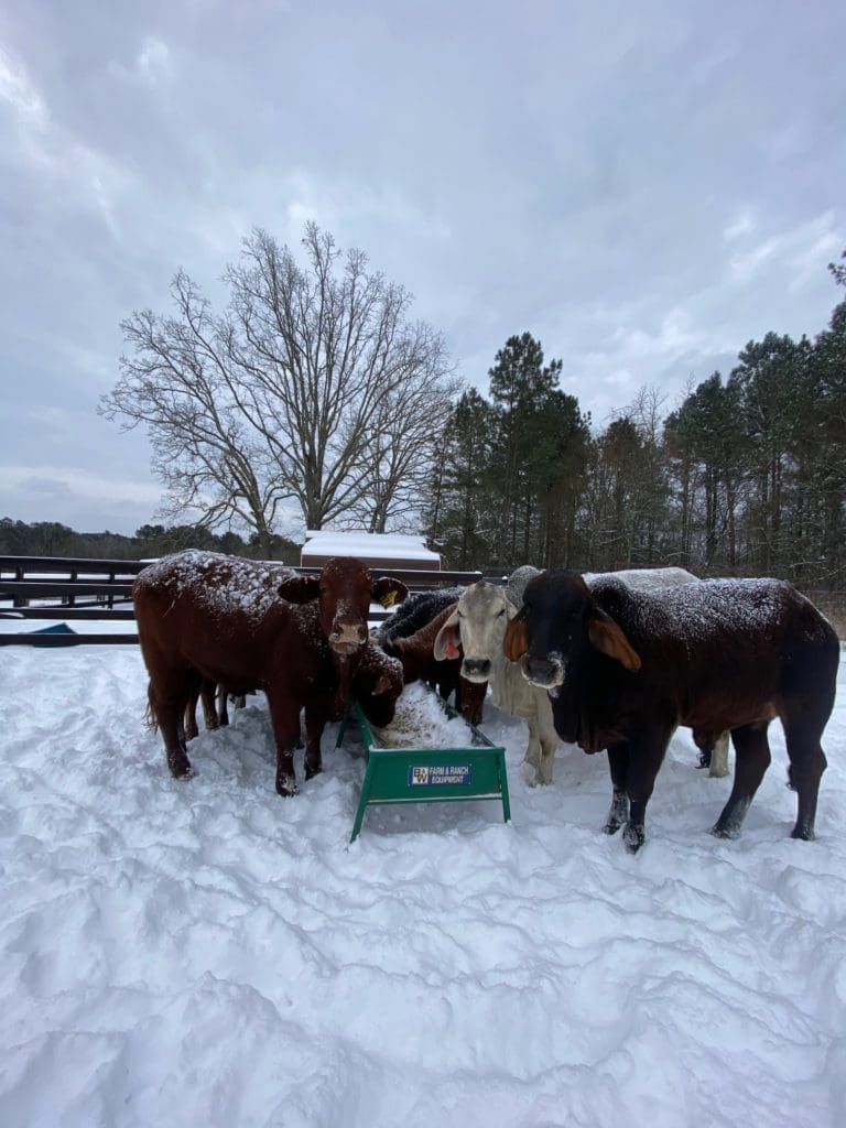 Rescue cattle at Houston attorney Tony Buzbee's ranch in East Texas are under the watchful eyes of ranch foremen. (Photo courtesy of Antioch Ranch)