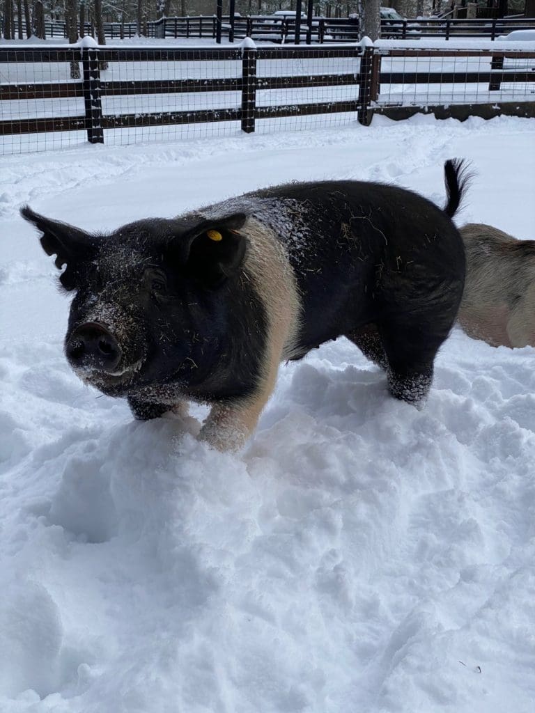 Part of the well-cared-for menagerie at Tony Buzbee's Antioch Ranch in East Texas where winter storm Uri has dumped 16 inches of snow. (Photo courtesy of Antioch Ranch)