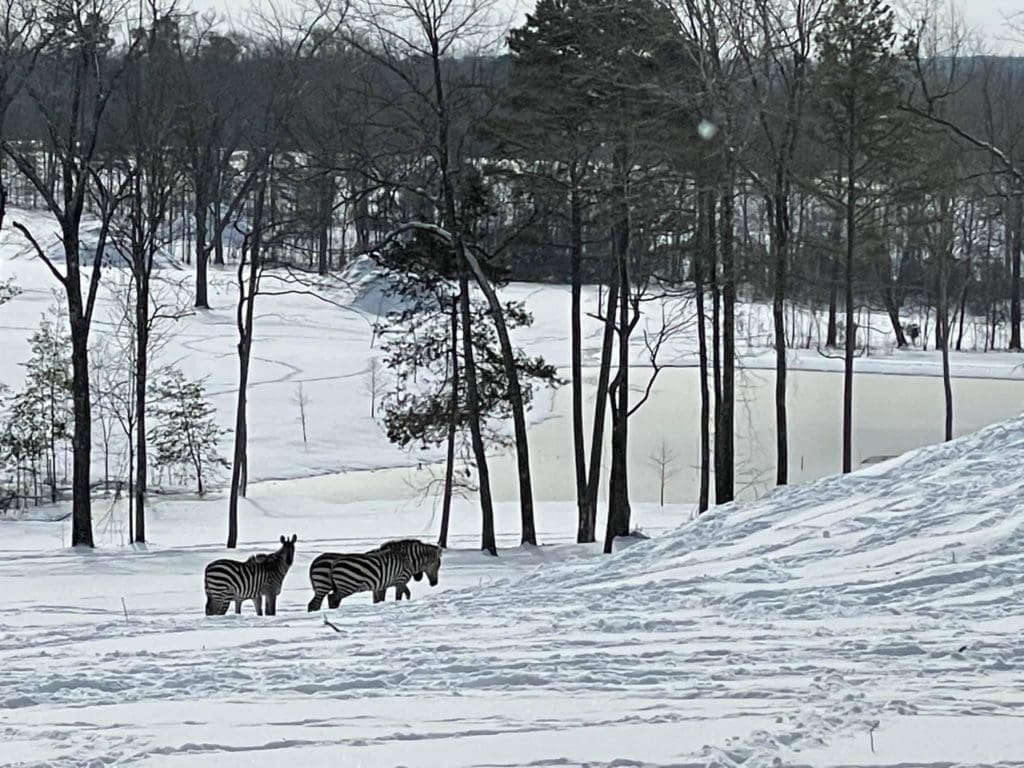 Zebras in the snow at Houston attorney Tony Buzbee's Antioch Ranch in East Texas, where his fiancée Frances Moody has her eyes on conservation efforts. (Photo courtesy of Antioch Ranch)