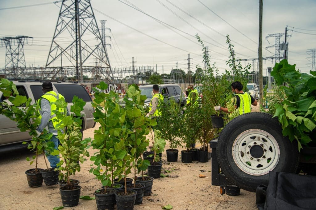 Trees for Houston has distributed more than 7,000 trees from the Garden Oaks site since planting season began. 