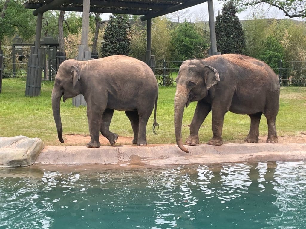 Elephant Springs debuts at the Fort Worth Zoo. Photo by Courtney Dabney.