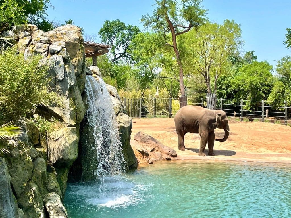 The elephants are being introduced to their new space this week. Photo by Courtney Dabney.