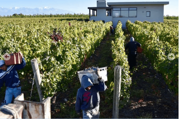Workers harvesting the grapes at the Serca Wines vineyards in Argentina's Mendoza region.
