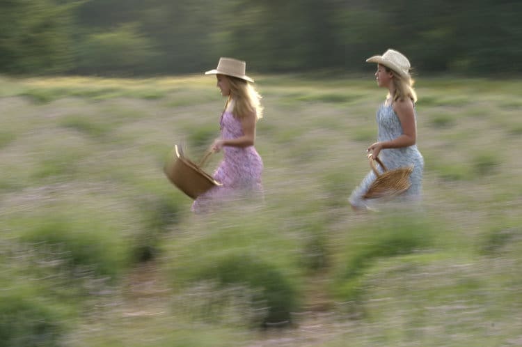 The Blanco Lavender Festival can be rollicking time in the fields.