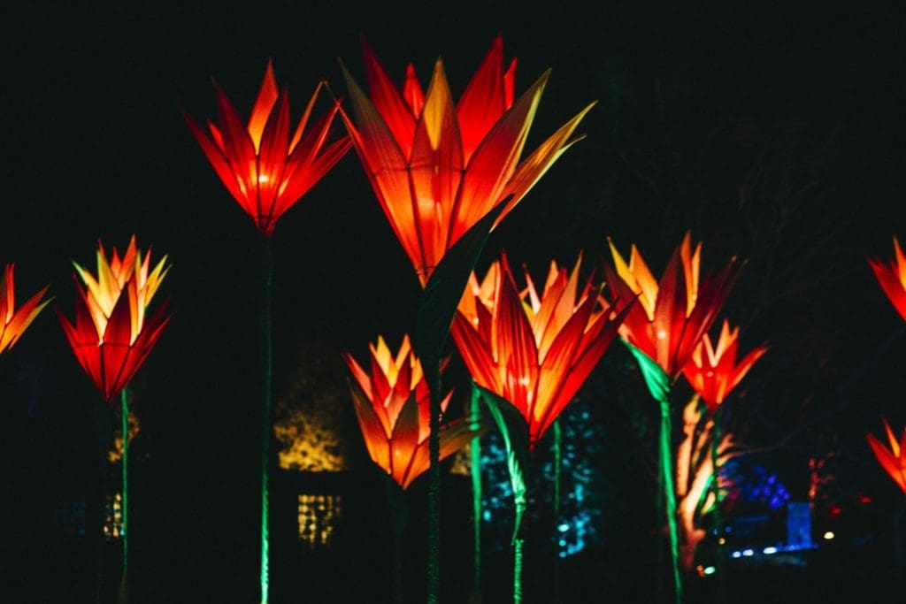 A full mile of shimmering light installations will beguile visitors to Lightscape in Houston Botanic Garden this holiday season.