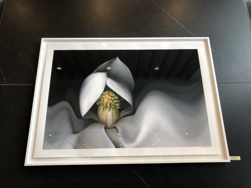 "Flying Magnolia," an Archival Pigment Ink on Paper by Photographer Carolyn Brown