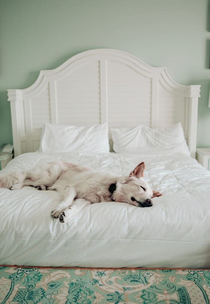 The Beach Club at the Charleston Harbor Resort & Marina is dog friendly, too. (Photo The Charleston Harbor Resort & Marina)