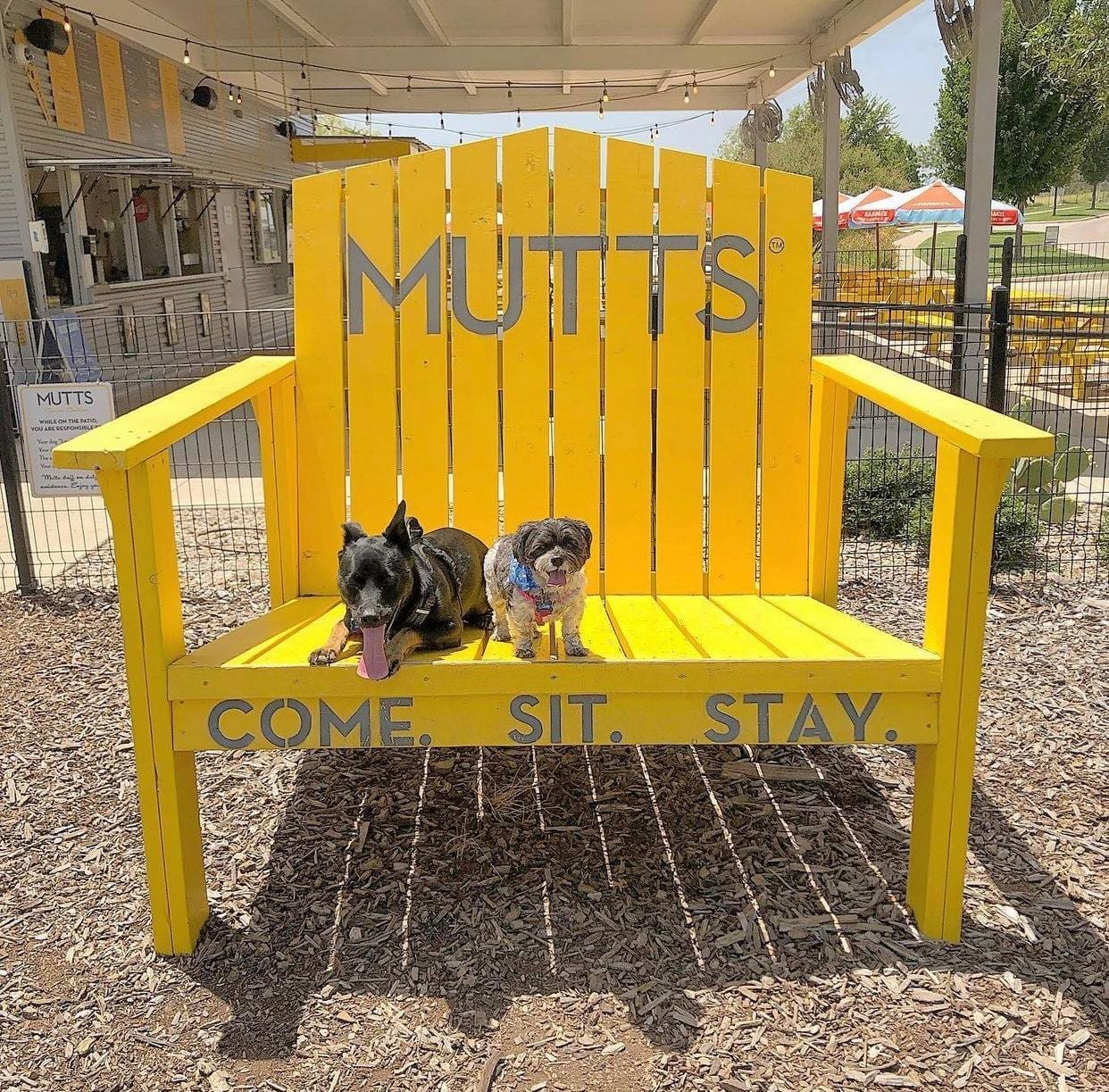 MUTTS