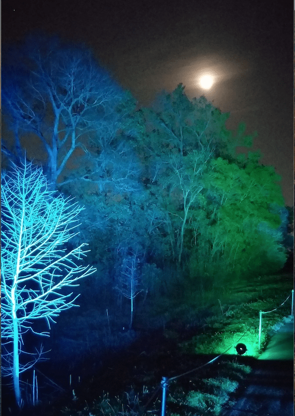 Enchantment is the calling card of Lightscape, now on view at Houston Botanic Garden. (Photo by CDA)