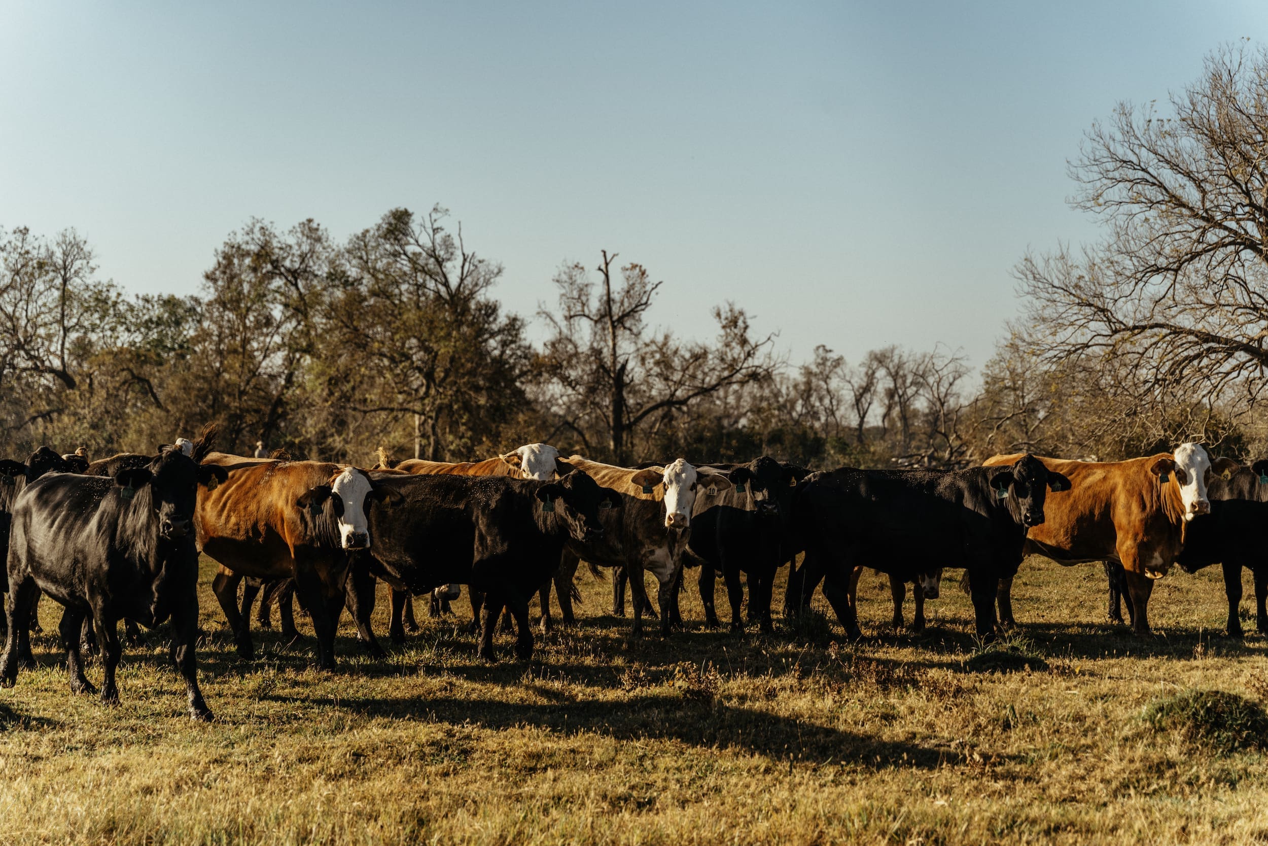 Ranch_1