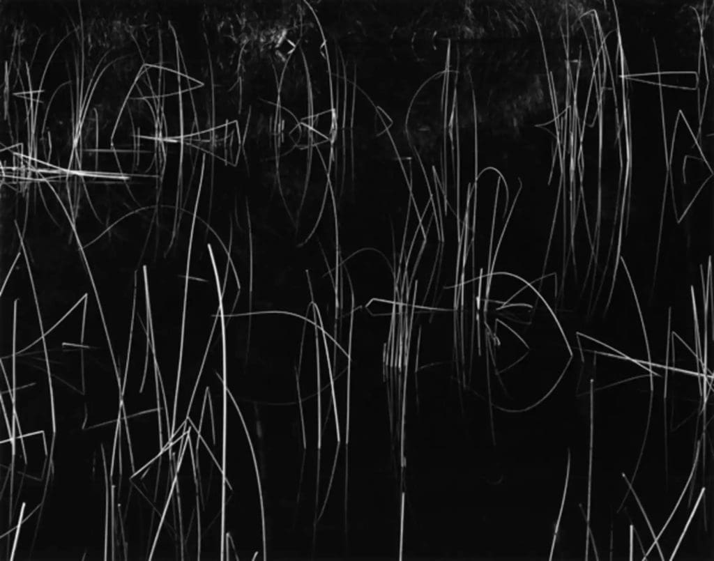 American photographer Brett Weston’s "Reed, Oregon," 1975, at The Future is Unwritten — Healing Arts Houston Auction