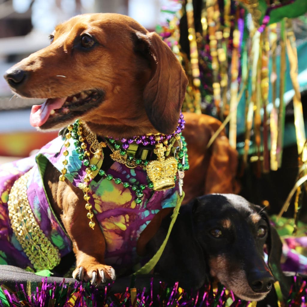 Four-legged friends will join the Mardi Gras! Galveston action during the Krewe of Barkus and Meoux Parade at 1:30 p.m. on Sunday March 2.
