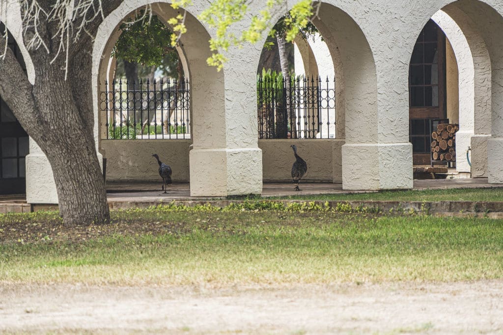 Peacocks call Crawford Ranch home.