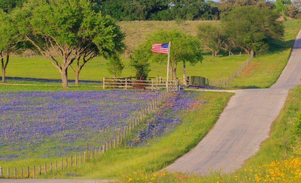 The beautiful state flower is blossoming all over Texas. Bluebonnets are a special sight to see. Photo by Courtney Dabney.