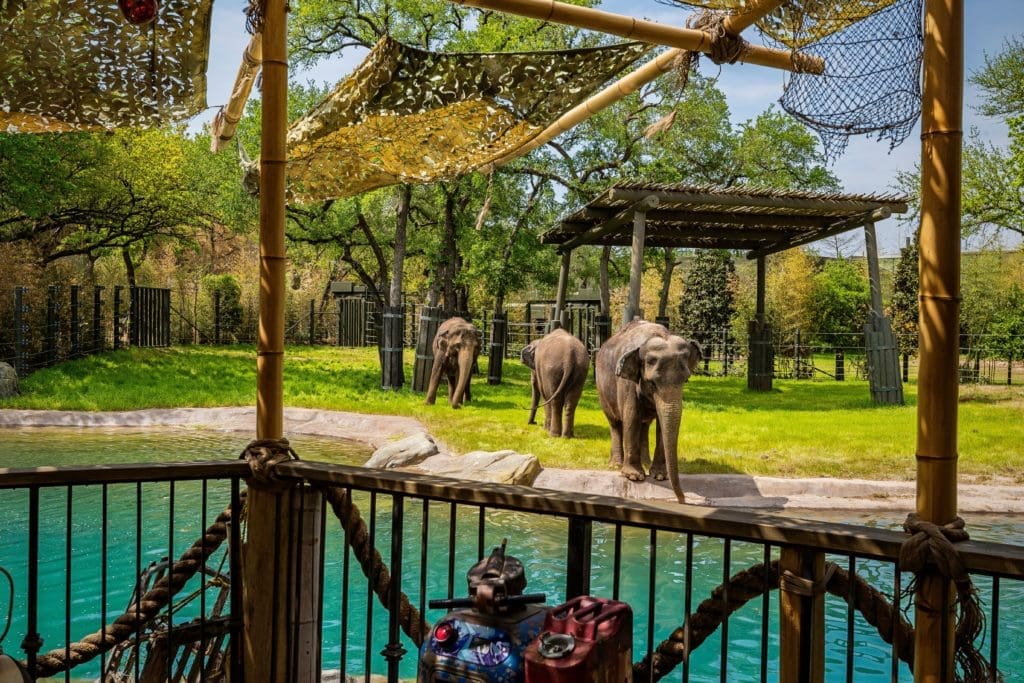 Asian Elephants now enjoy five inspiring new habitats.