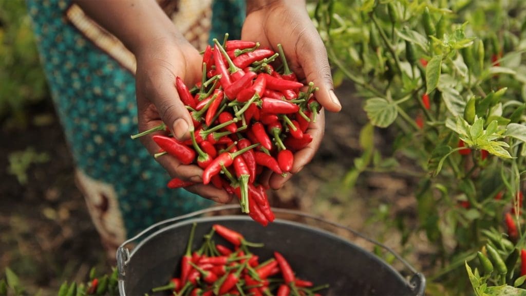 South African Chicken Sensation Picks Houston For Its First Texas Restaurants — Nando’s Peri-Peri Is Coming