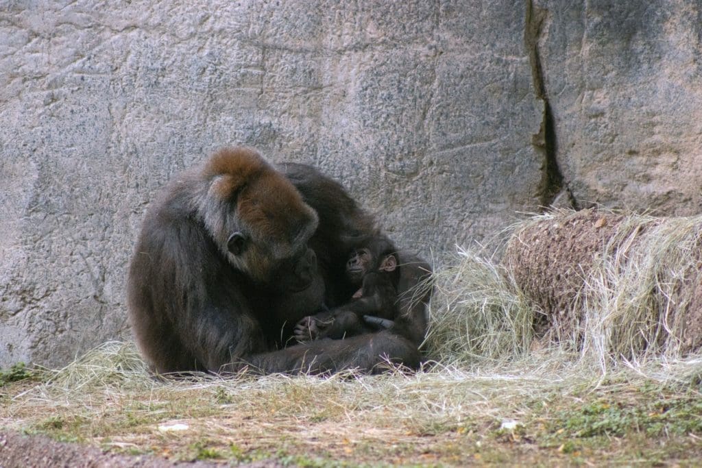 Rare Baby Gorilla Born at Fort Worth Zoo — and the Party’s Just Getting Started