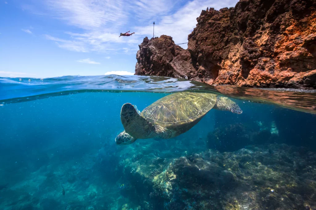 Cliff diving from the Sheraton's Black Rock with Hawaiian sea turtles diving nearby. Photo by Sheraton Maui Resort and Spa.