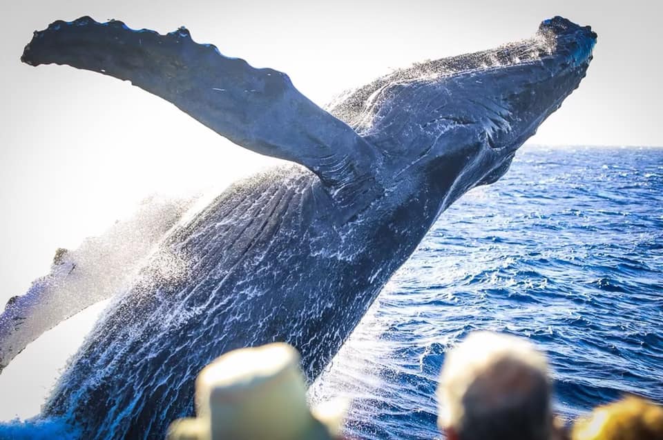 Winter time whale watchers sometimes get a very close thrill aboard one of Teralani's Dinner Sails.