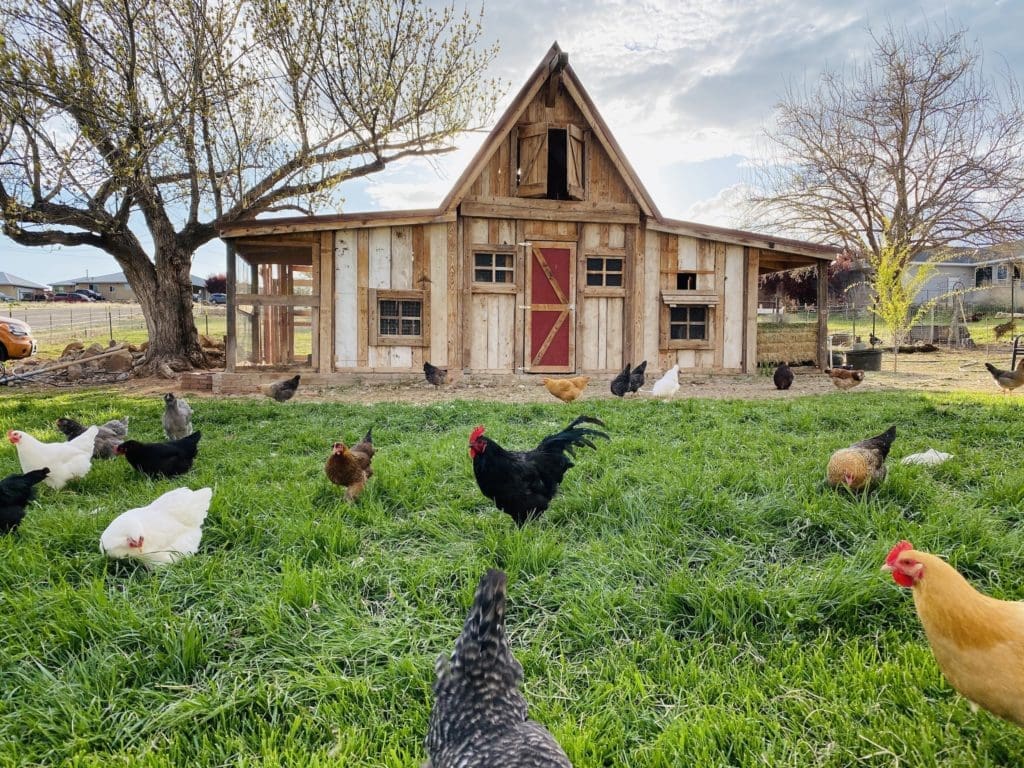 Fresh eggs and Chicken Tenders to make the dream work.