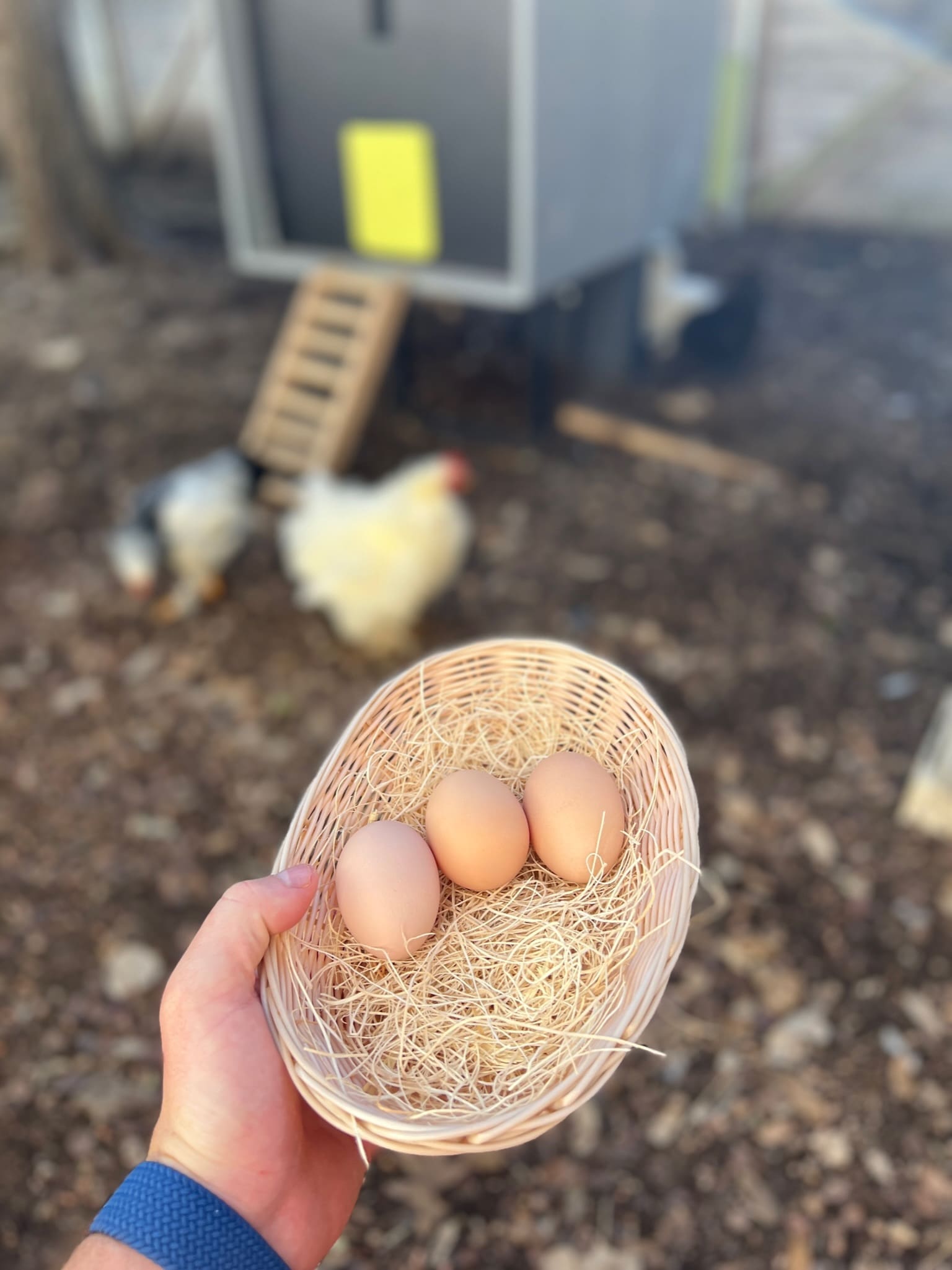 Coop – With their special chicken coop and services, anybody can become a backyard farmer.