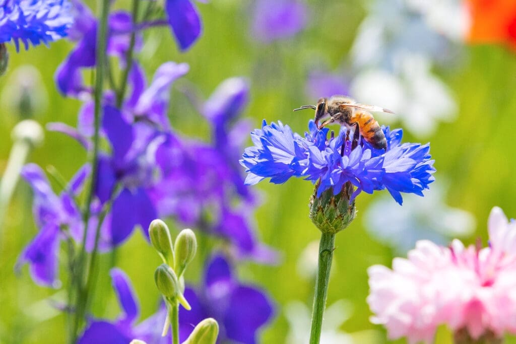 Even the bees enjoy the show at Crowley Park Richardson. (Photo by Travel Texas)