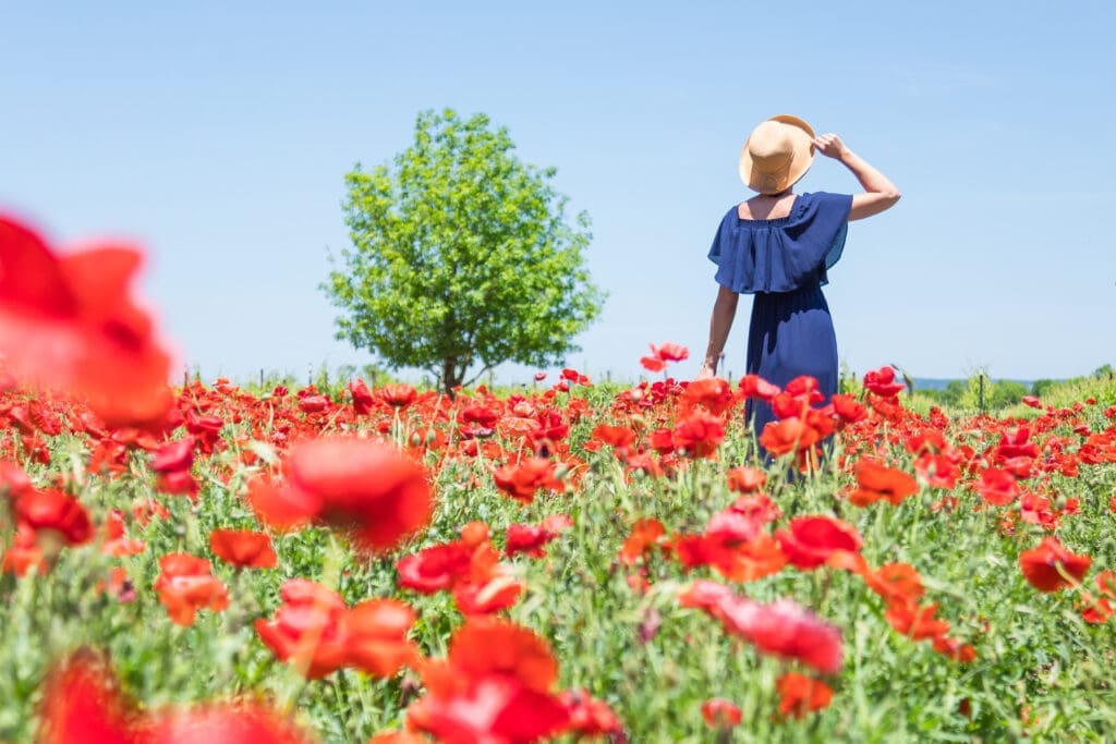 It's Texas wildflower season, which means more than those Texas bluebonnets. If you're passionate about poppies, Wildseed Farm is the place to go. (Photo by Travel Texas)