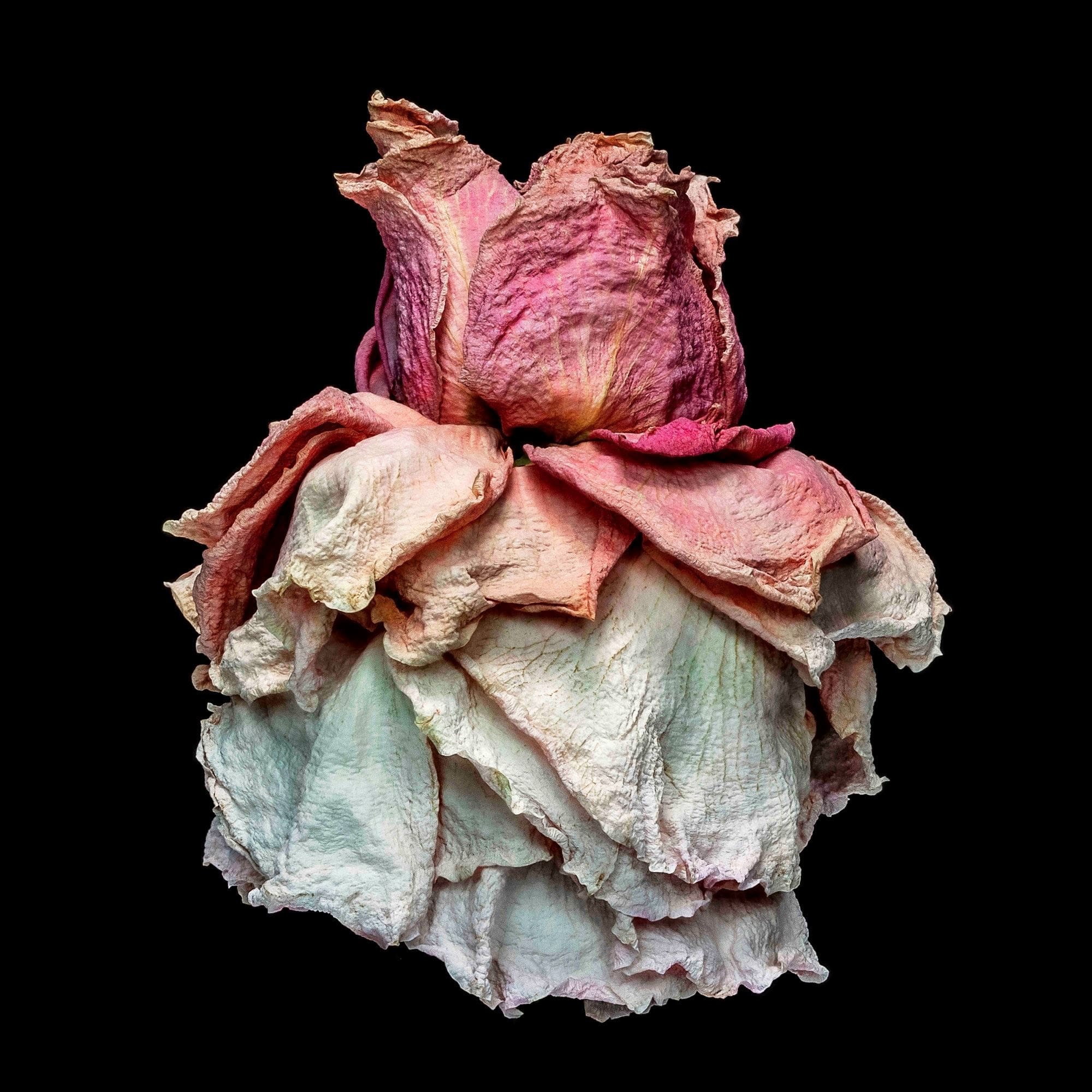 Photographer Patti Gary finds beauty in nature, and in flowers that others might find "past their prime." The Woodlands Waterway Arts Festival will be her first show.