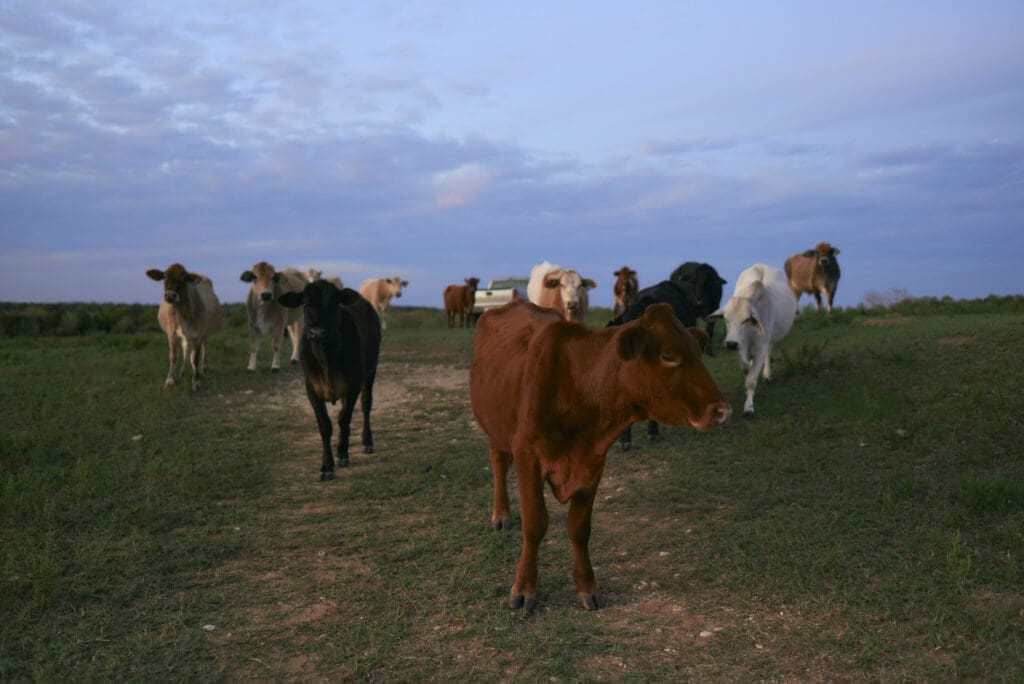 Gem Hale's "Stampede," 2022 