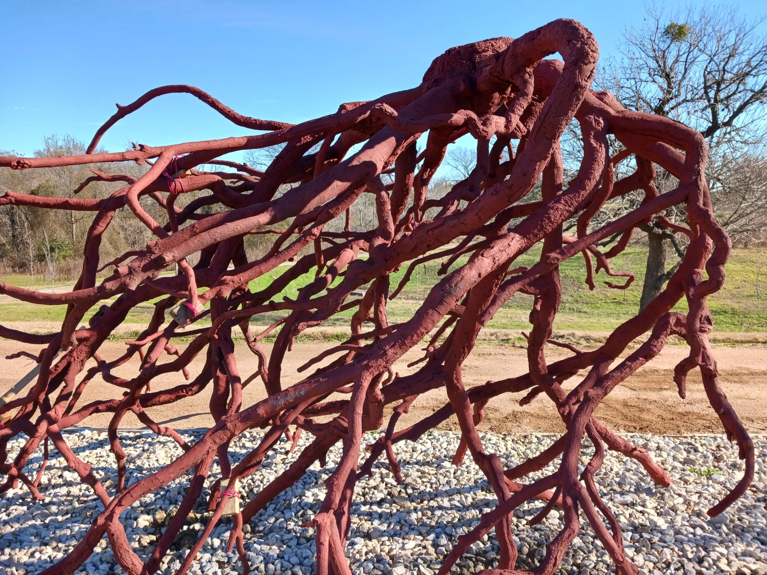 Bronze Root_3_Houston Botanic Garden_Justin Lacey Photo