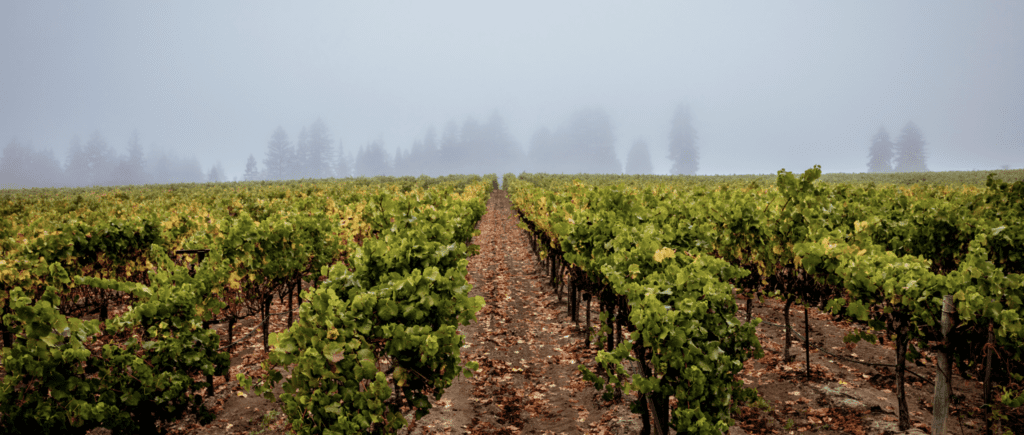 The Heintz Vineyard produces outstanding Pinot Noir fruit.