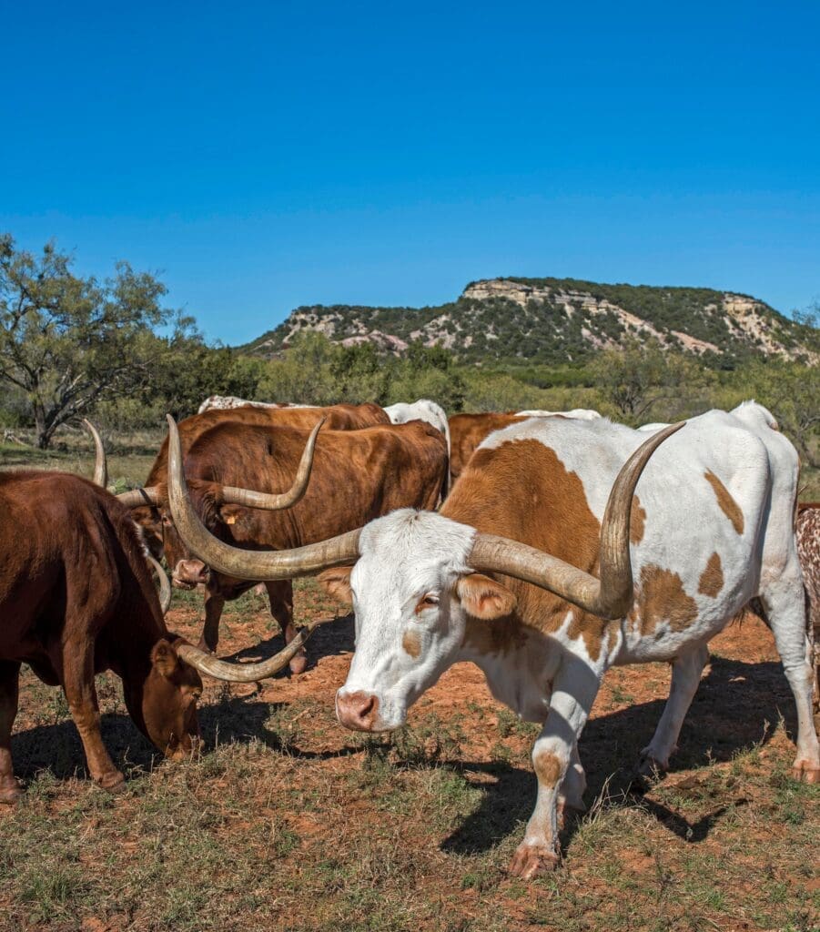 This working cattle ranch is about as authentic as a steakhouse can get in Buffalo Gap. But, they only serve certified Angus, not longhorn beef.