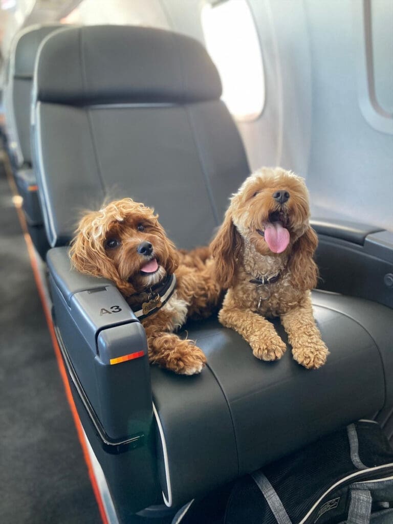 Aero is pet-friendly. 