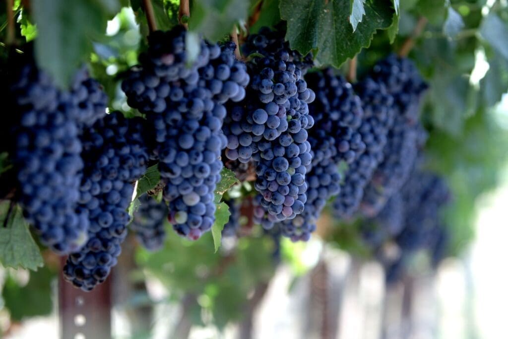 In New Mexico harvest starts in late August and extends into October. These clusters growing at Heart of the Desert.