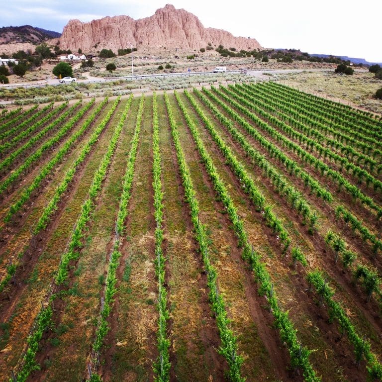 One of the vineyards producing grapes for Vivac wines near Dixon, New Mexico shows off the state's underrated wine power.