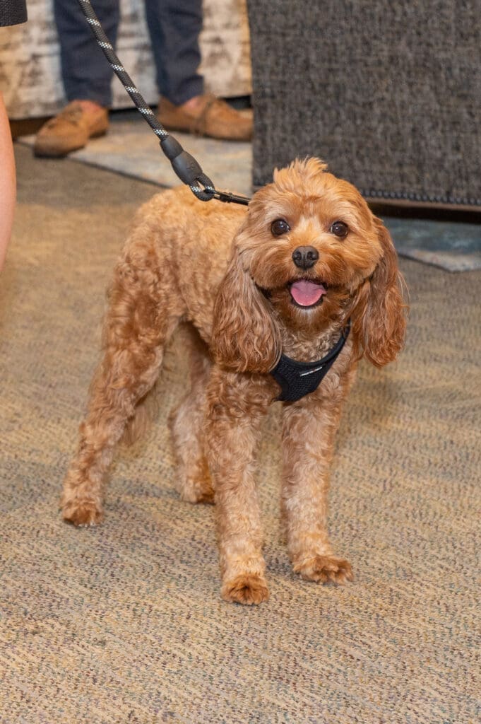 Cooper at the Citizens for Animal Protection Celebrity Paws Gala launch party (Photo by Jacob Power)