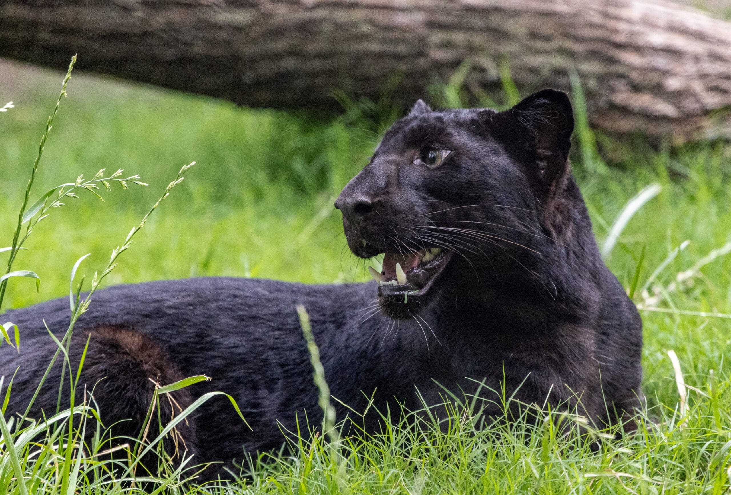 Zoo – The big cats are back at the Fort Worth Zoo, like the female African leopard