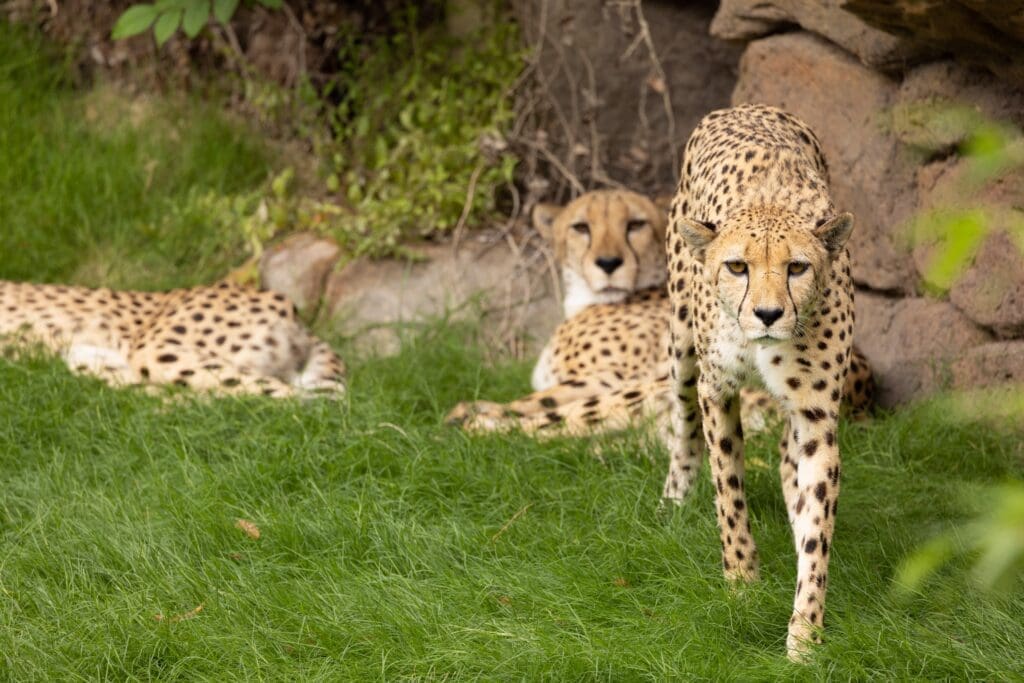 New African Lions Habitat Puts Big Cats In Your Face at Roaring Fort Worth Zoo — Ramona Bass Shows Us What to Expect